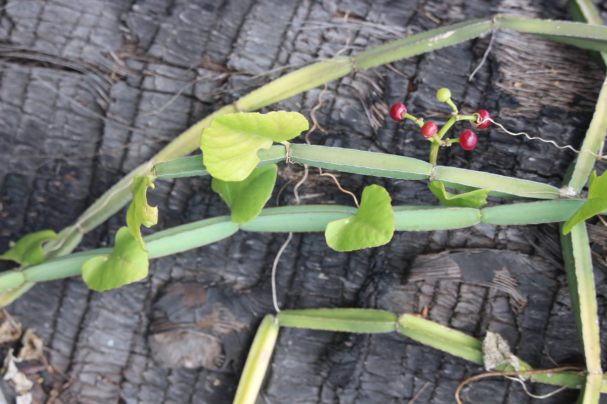 Cissus quadrangularis L.